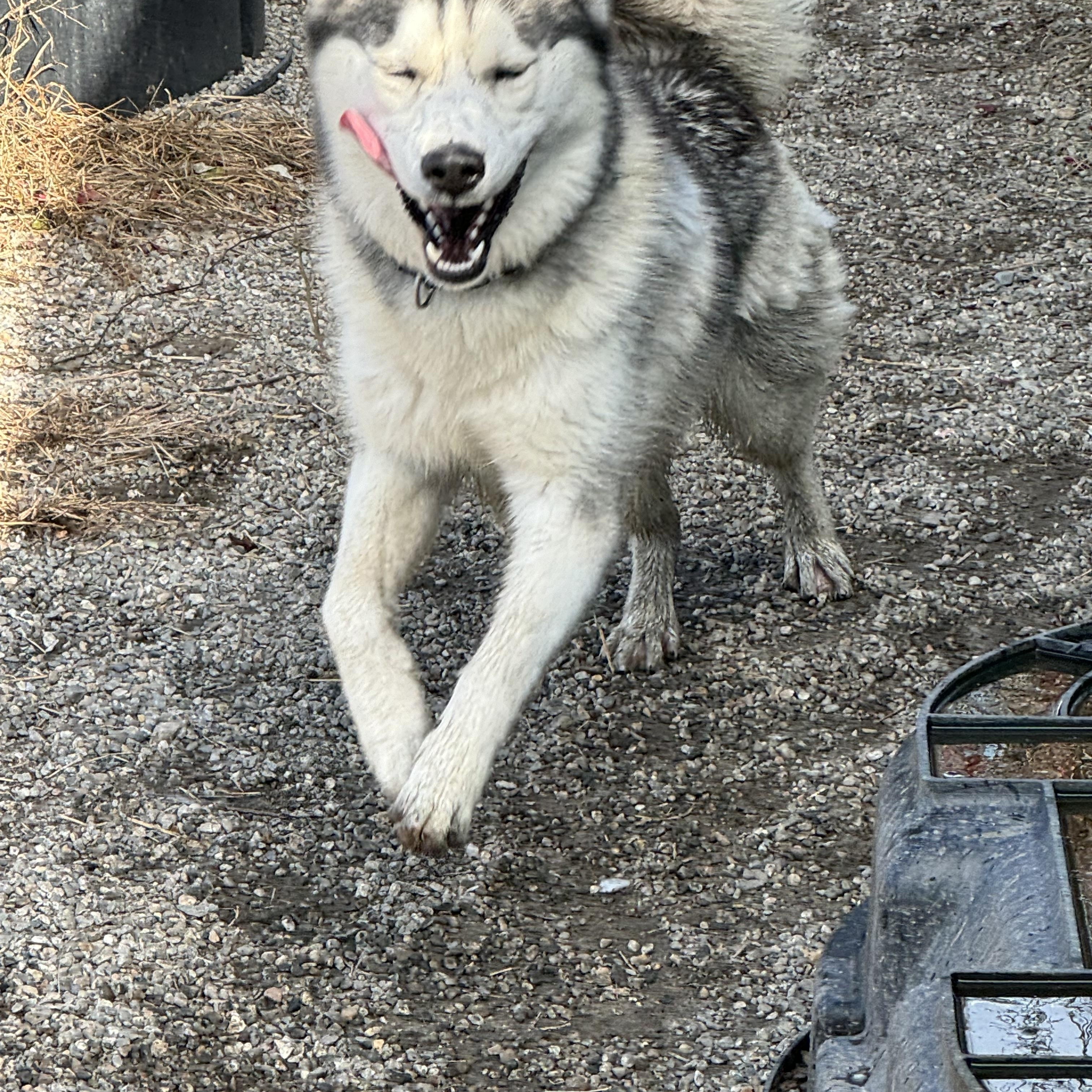 Max, a Adoptable Siberian Husky in Willimantic, CT image 6/6