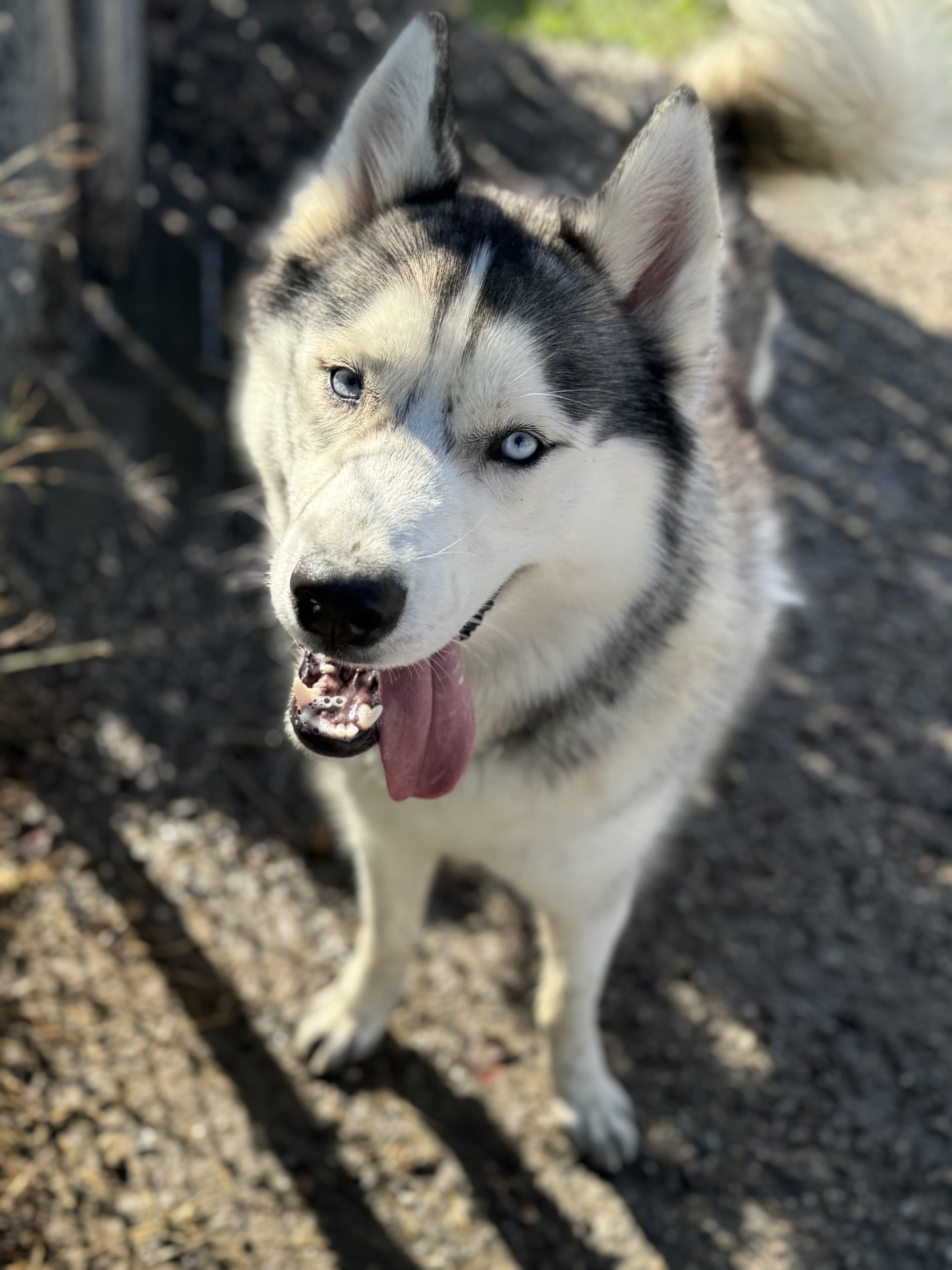 Max, a Adoptable Siberian Husky in Willimantic, CT image 2/6