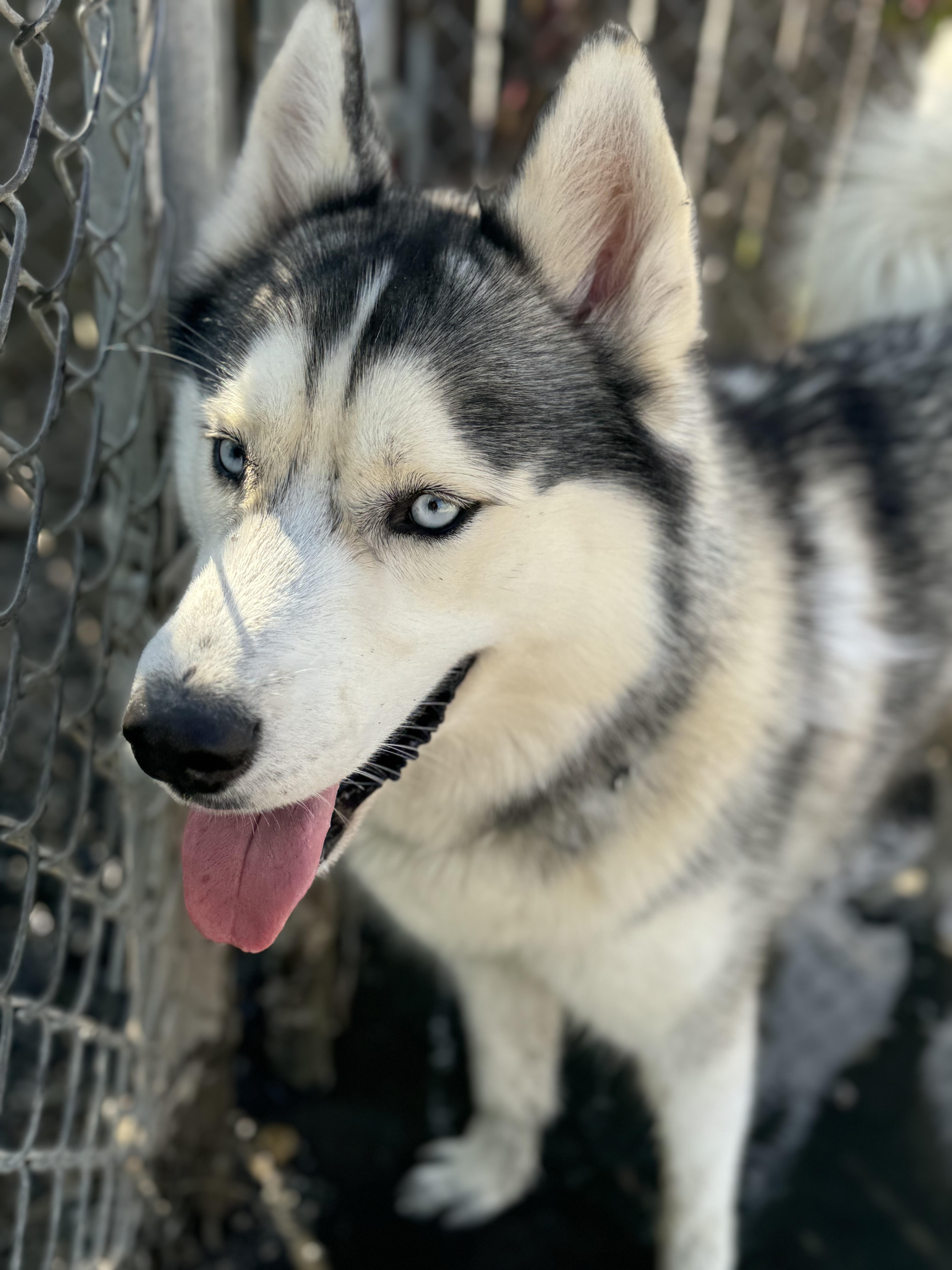 Max, Adoptable, Young Male Siberian Husky.