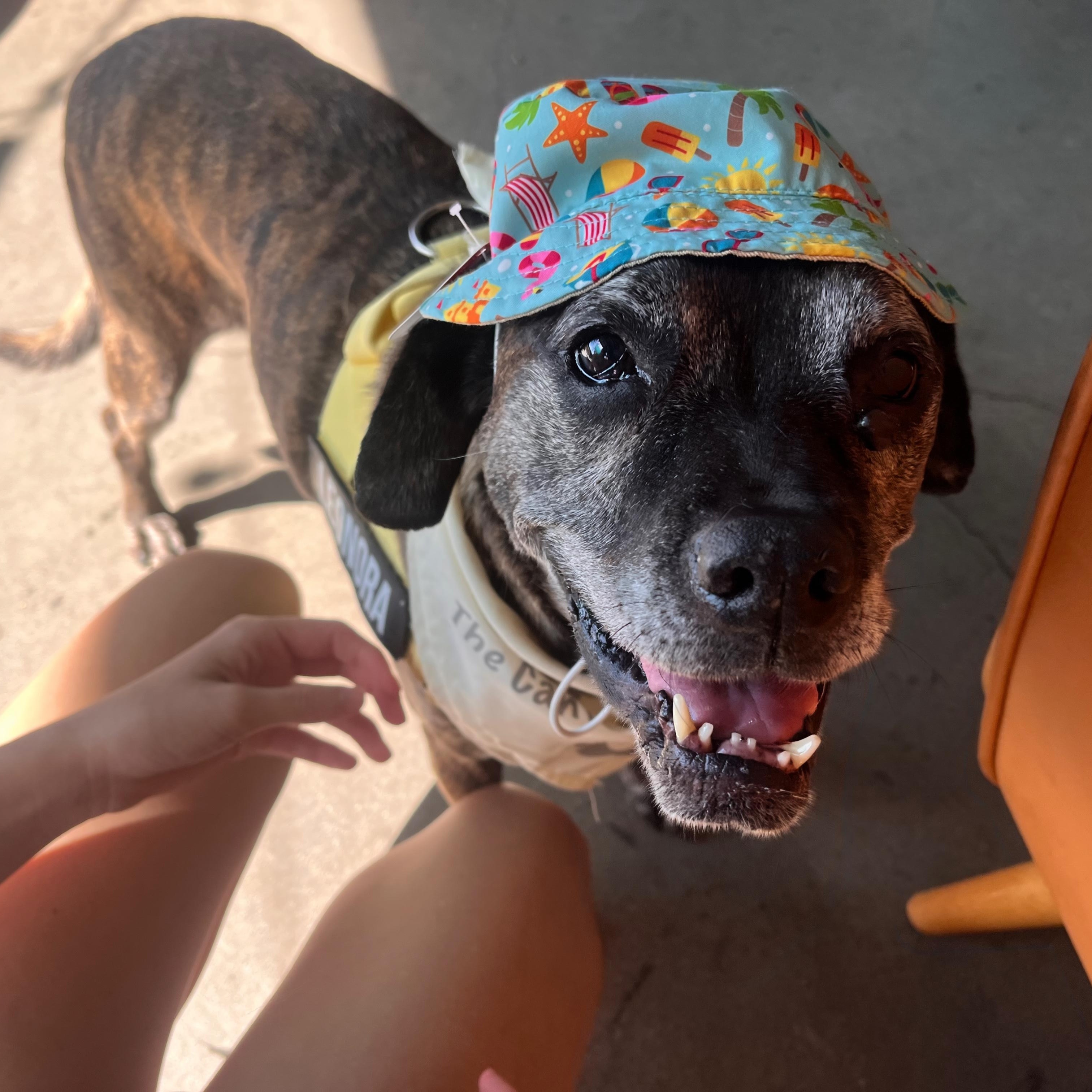 Leonora, Adoptable, Senior Female Boxer.