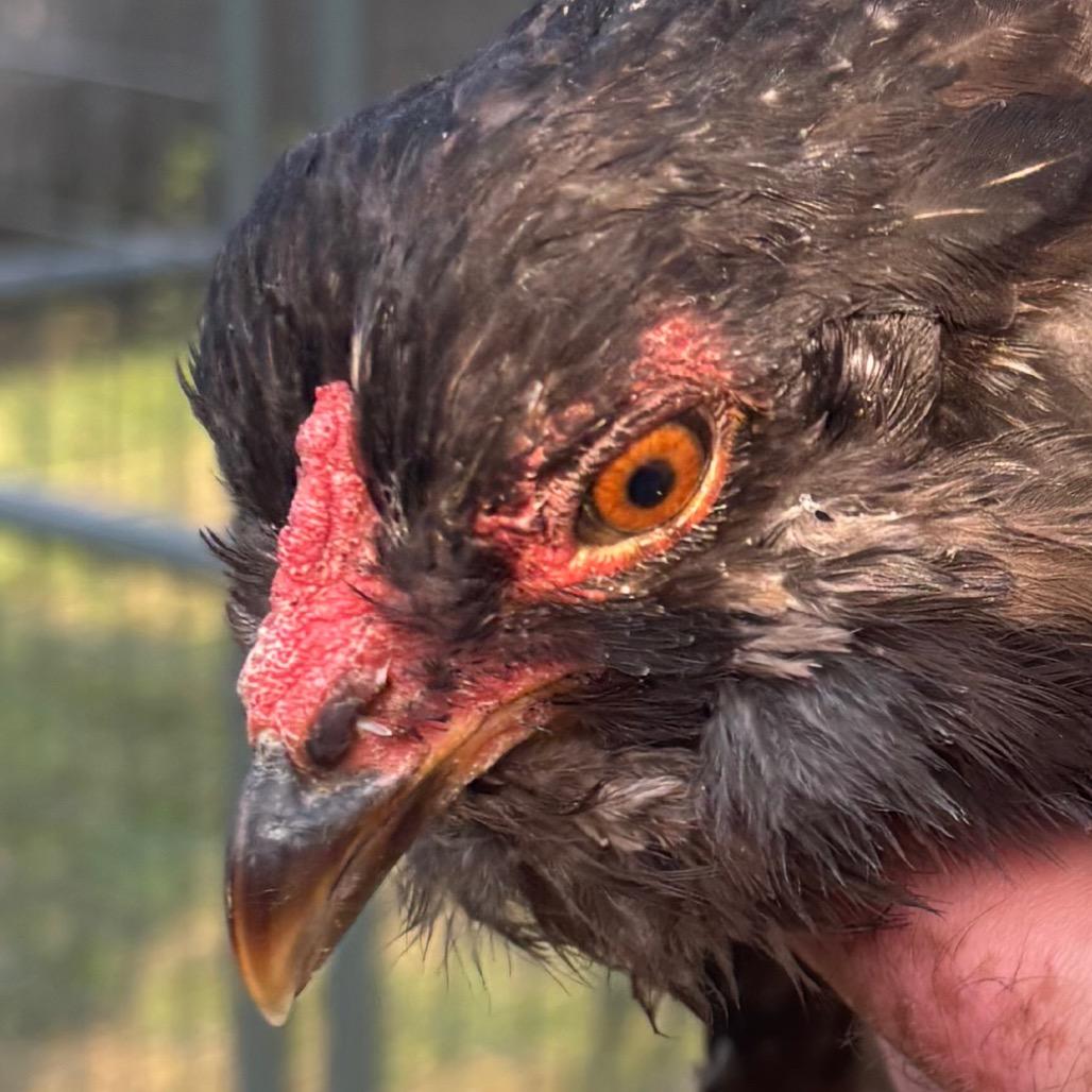 Witchy Wings, Adoptable, Young Female Chicken.