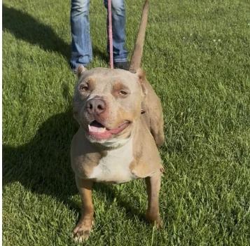 Maverick, Adoptable, Adult Male Pit Bull Terrier.