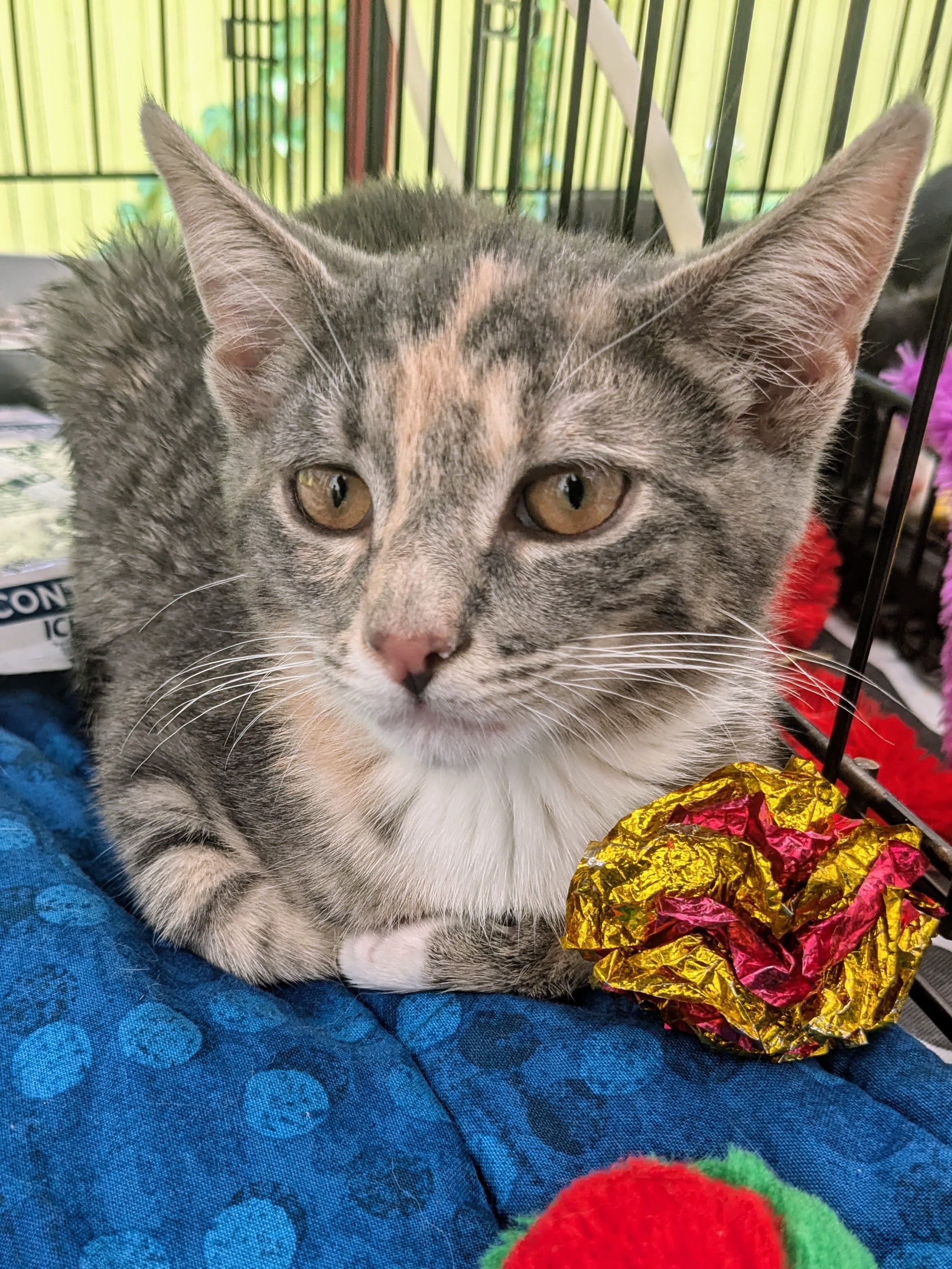 Lois, Adopted, Kitten Female American Shorthair.