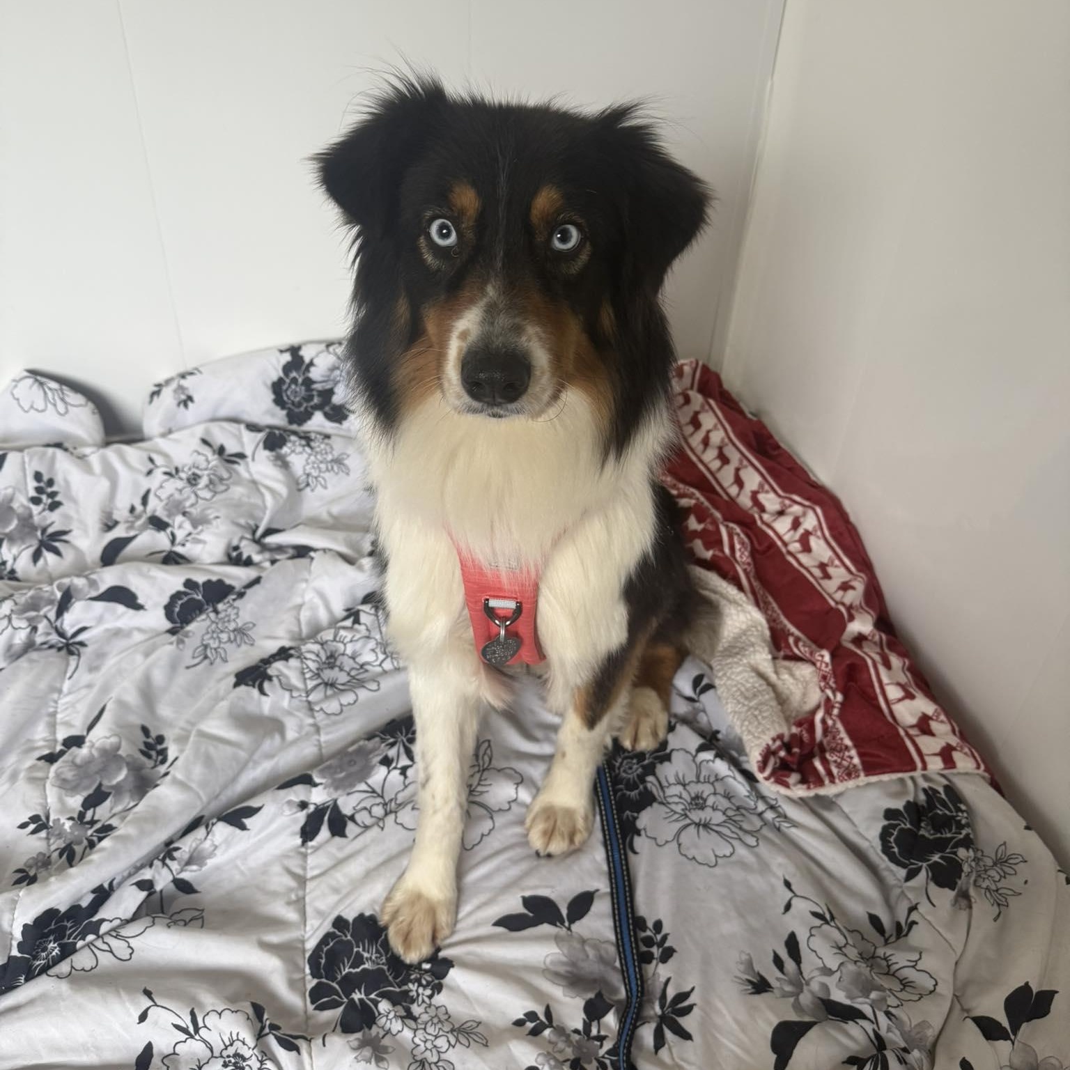 Callie, ADOPTABLE, Adult Female Australian Shepherd.