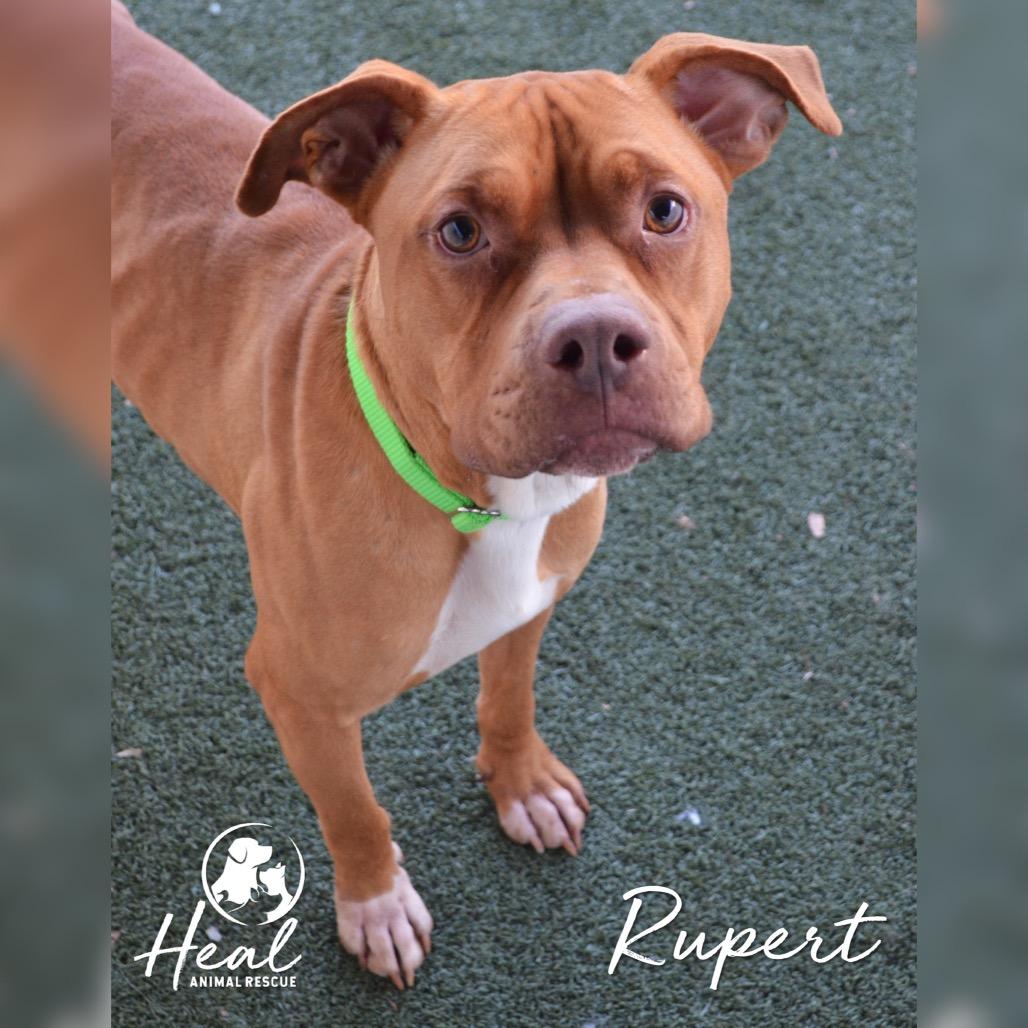 Rupert, a Adoptable mixed breed in Youngwood, PA image 1/4