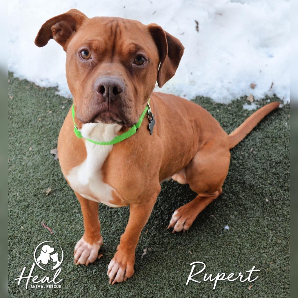 Rupert, a Adoptable mixed breed in Youngwood, PA image 2/4