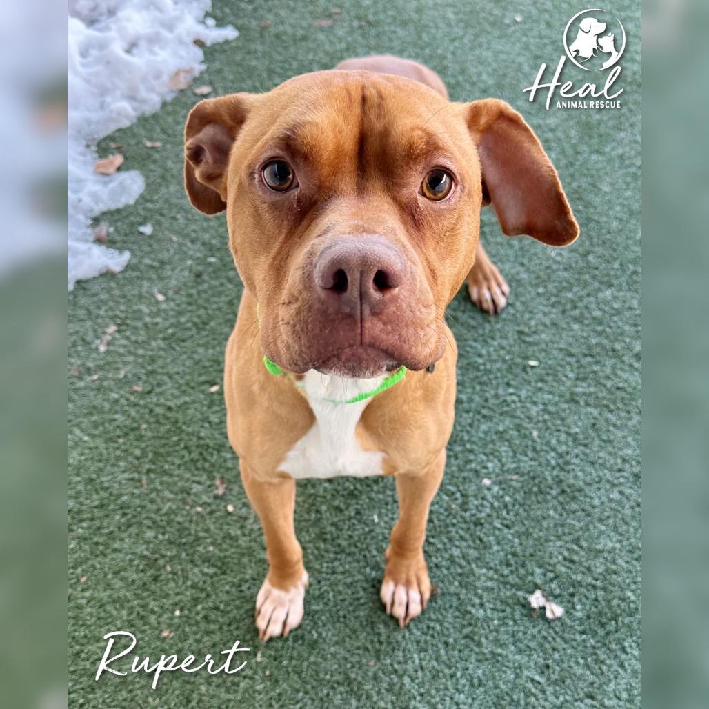 Rupert, a Adoptable mixed breed in Youngwood, PA image 3/4