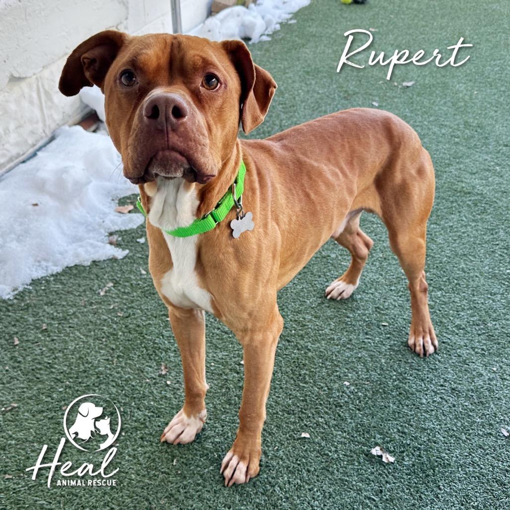 Rupert, a Adoptable mixed breed in Youngwood, PA image 4/4