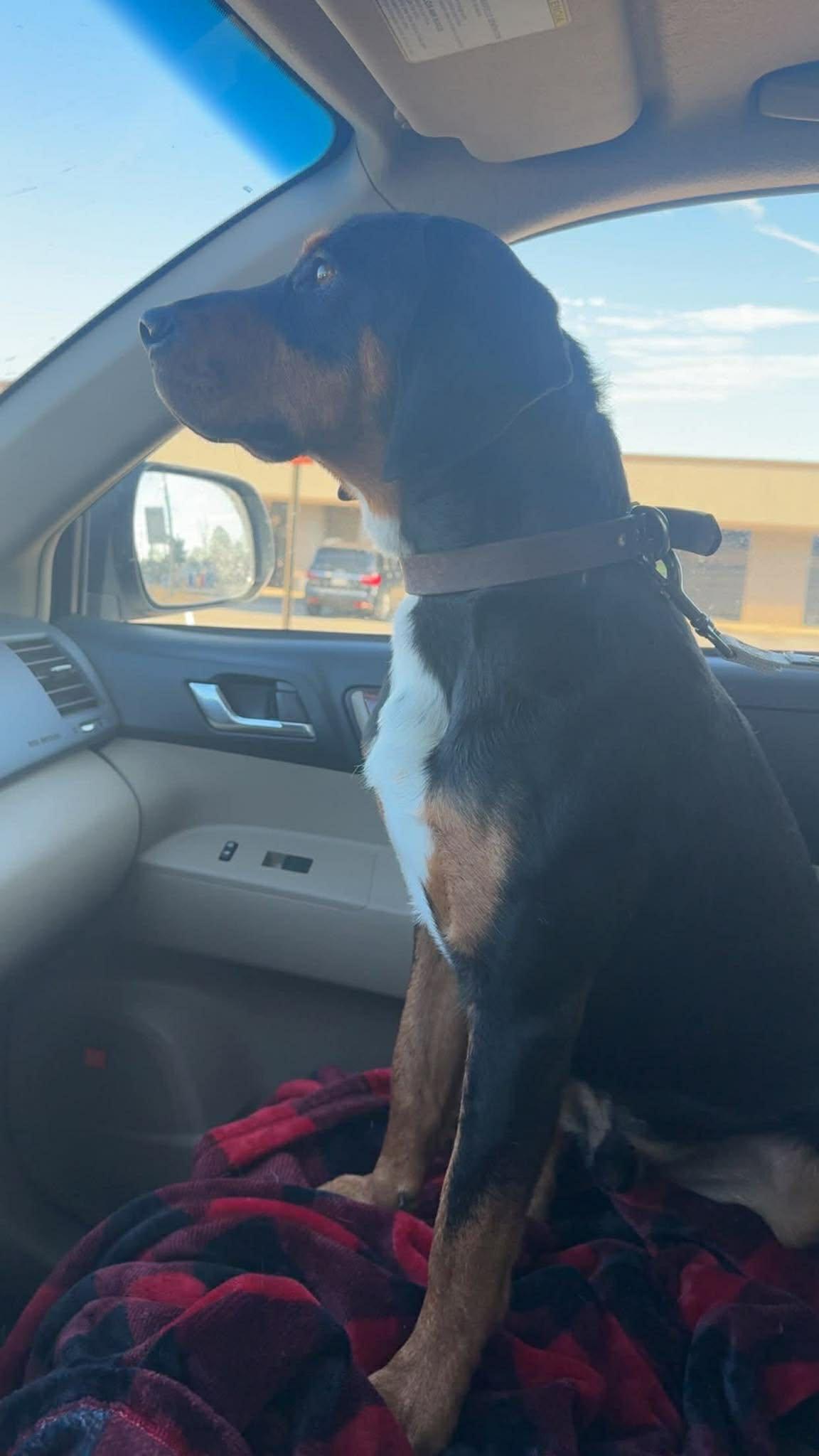 Kodak, a ADOPTABLE Mixed Breed in Northwood, NH image 2/2