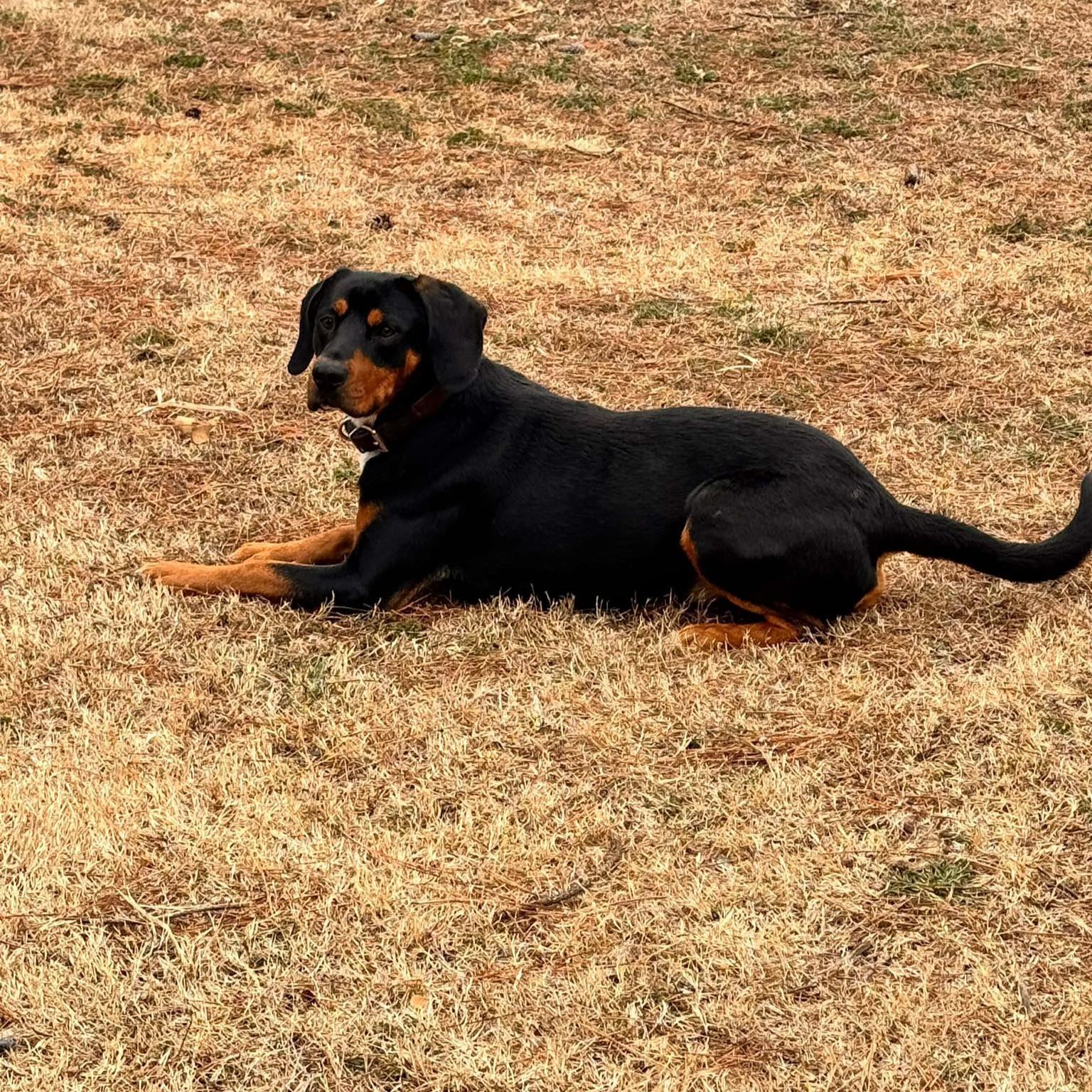 Kodak, a ADOPTABLE Mixed Breed in Northwood, NH image 1/2