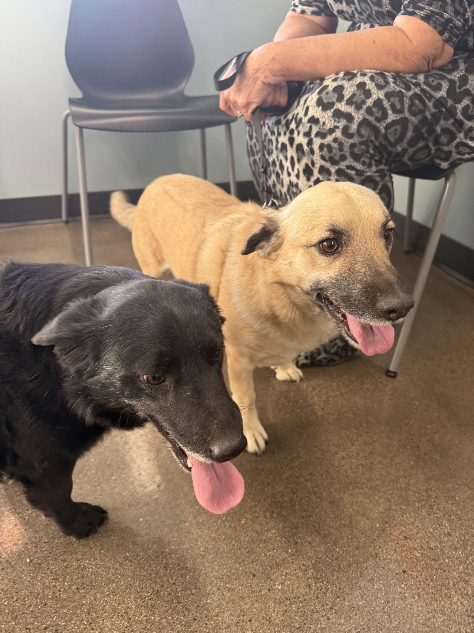 Teddy and Bailey, Adoptable, Adult Male Dachshund & Australian Shepherd.