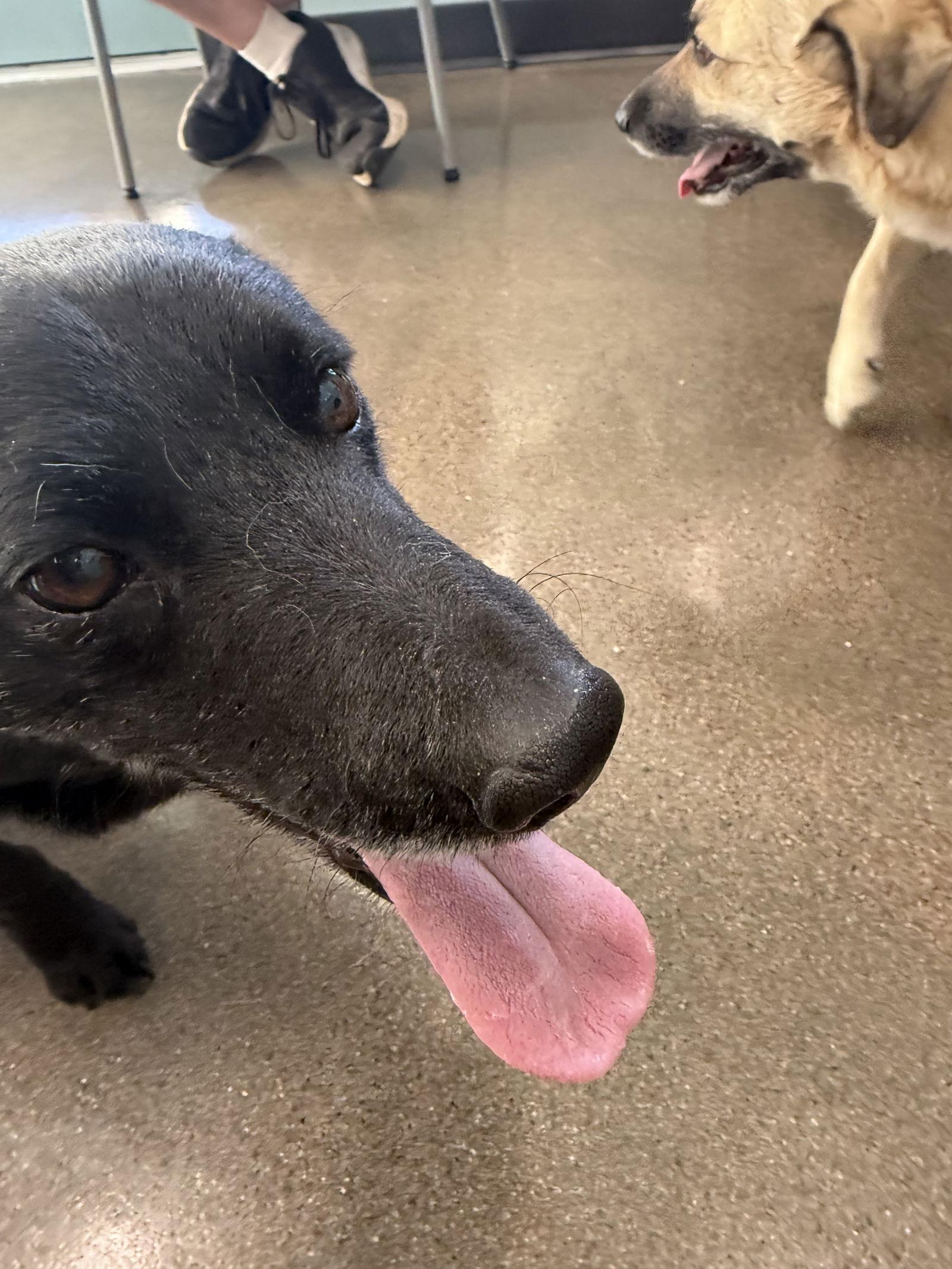 Enlarge Teddy and Bailey, a Adoptable mixed breed in Glendale, AZ image 2/3