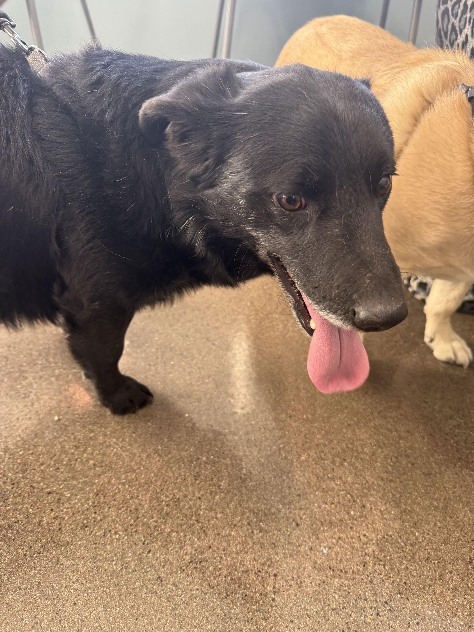 Enlarge Teddy and Bailey, a Adoptable mixed breed in Glendale, AZ image 3/3