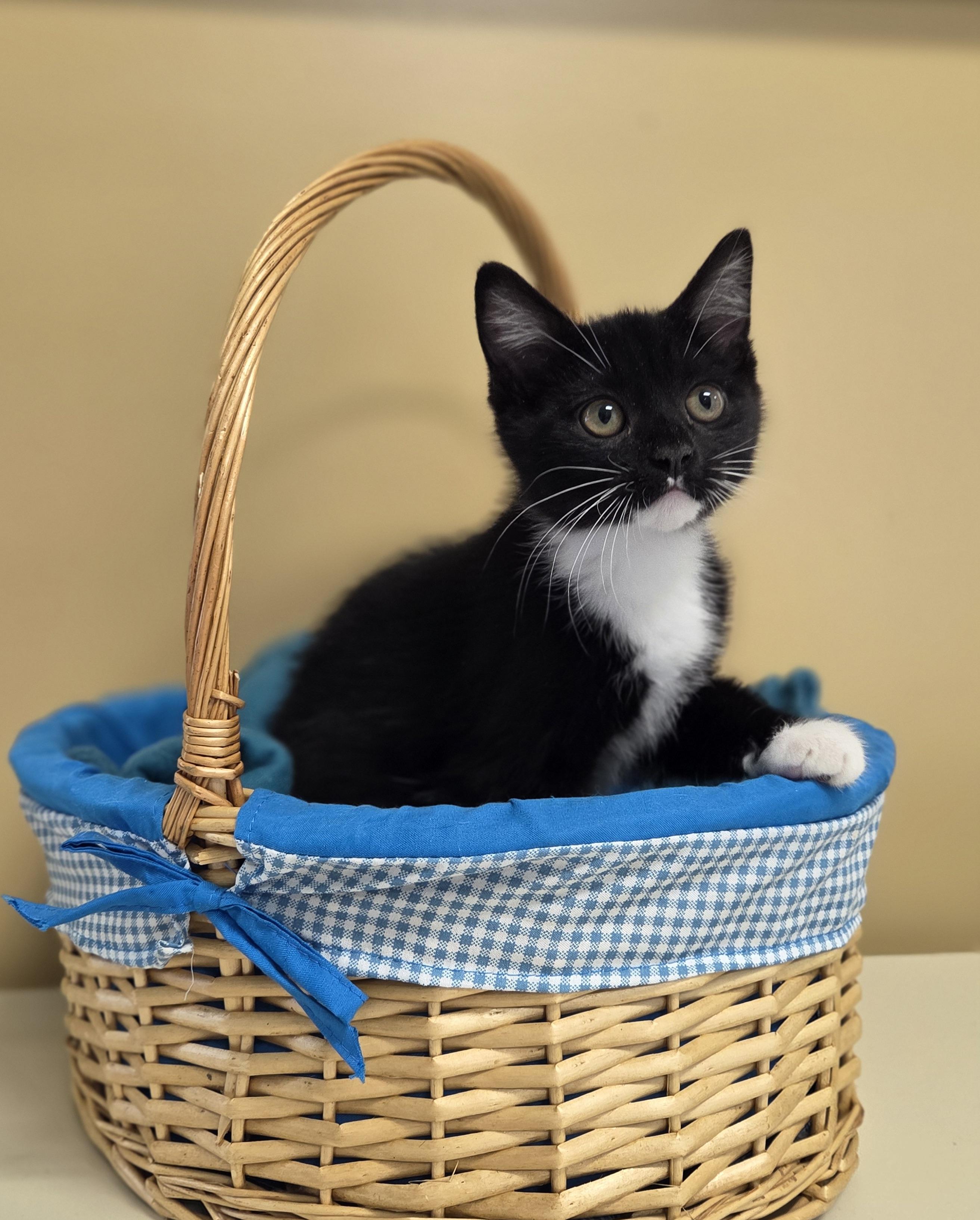 Oreo