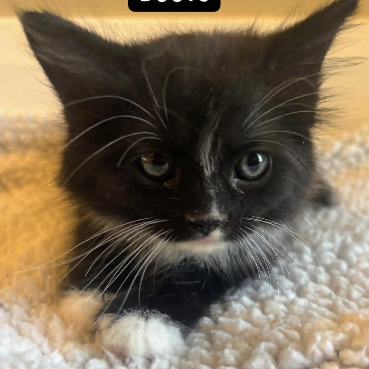 Boots, adopted, Kitten Male Domestic Long Hair.