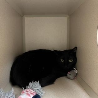 Fantine, ADOPTABLE, Young Female Domestic Short Hair.