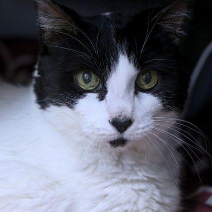 Enlarge Sugar, a Adoptable Domestic Short Hair in Portland, OR image 1/3