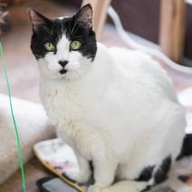 Enlarge Sugar, a Adoptable Domestic Short Hair in Portland, OR image 2/6