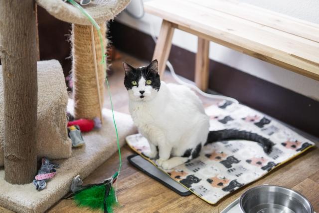 Enlarge Sugar, a Adoptable Domestic Short Hair in Portland, OR image 3/6