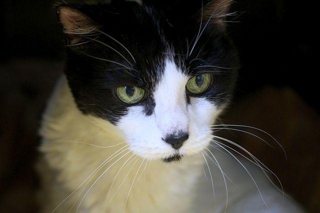 Enlarge Sugar, a Adoptable Domestic Short Hair in Portland, OR image 2/3