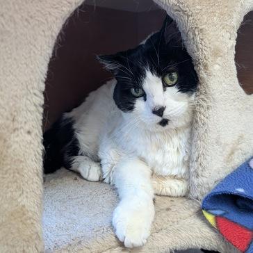 Enlarge Sugar, a Adoptable Domestic Short Hair in Portland, OR image 3/3