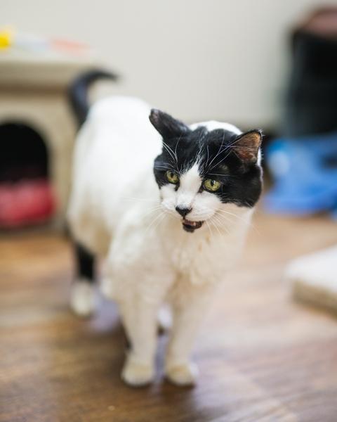 Enlarge Sugar, a Adoptable Domestic Short Hair in Portland, OR image 5/6