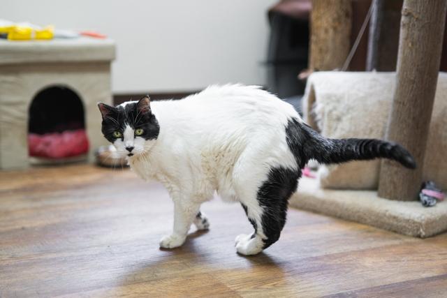 Enlarge Sugar, a Adoptable Domestic Short Hair in Portland, OR image 6/6