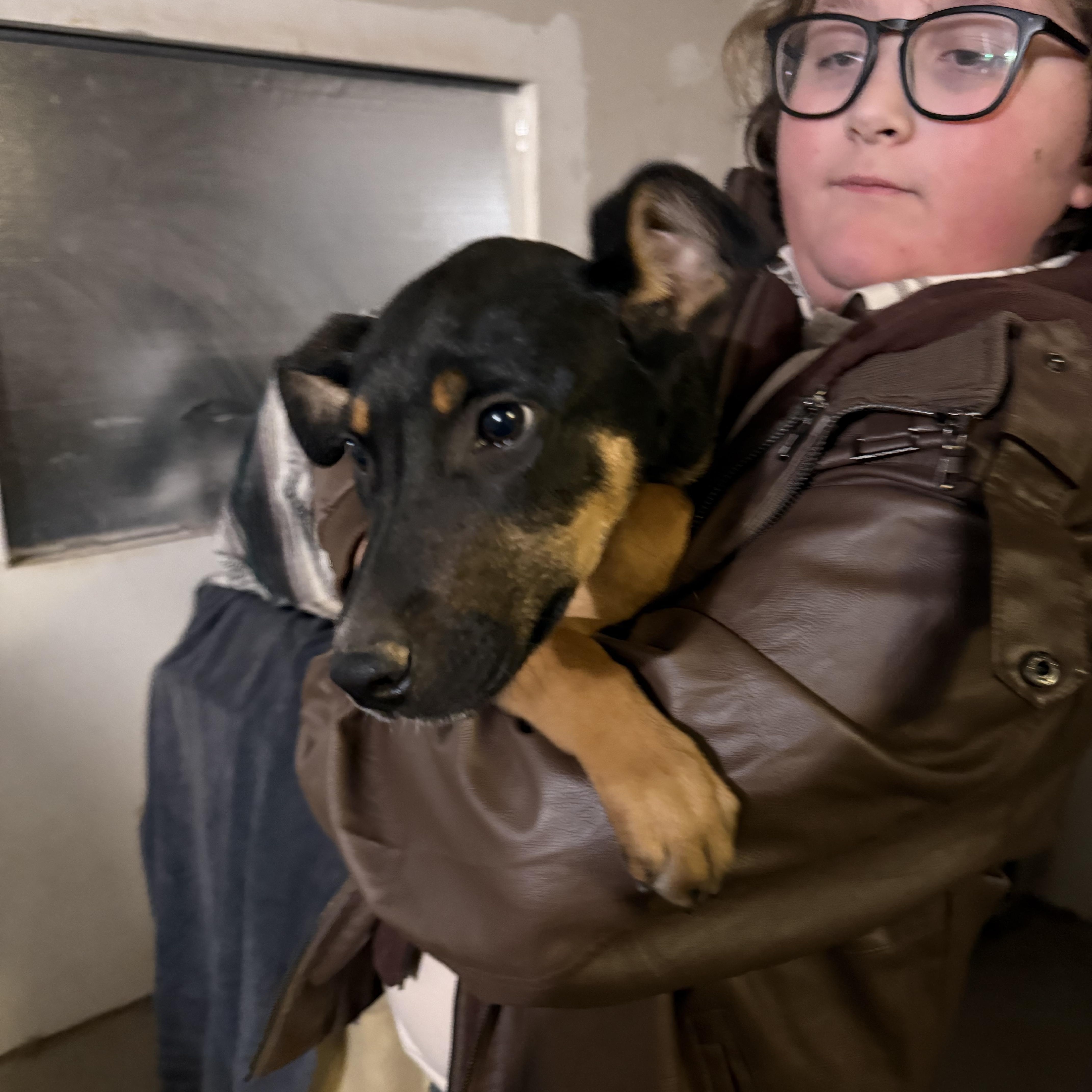 Josie, a ADOPTABLE mixed breed in Littleton, CO image 4/4