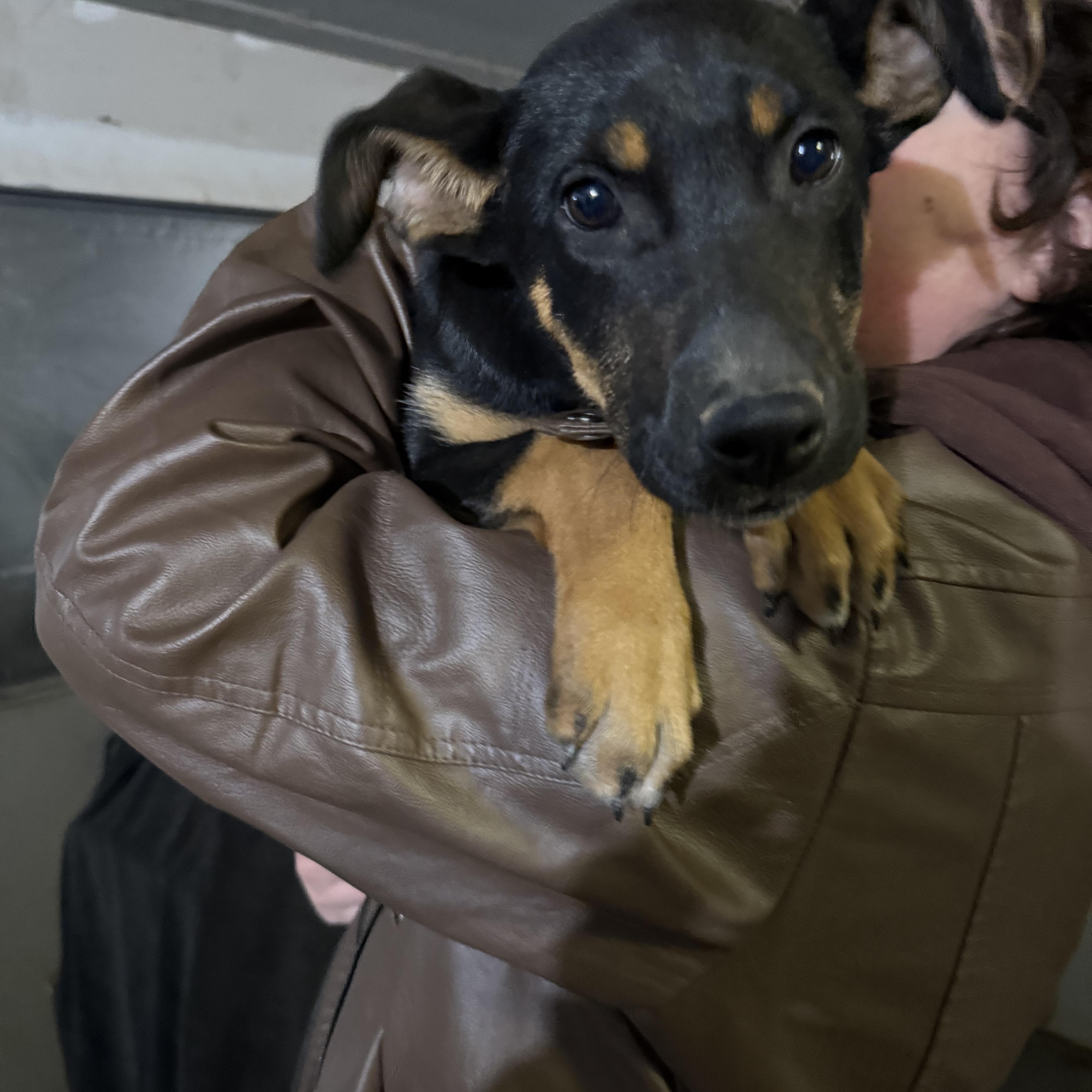 Josie, a ADOPTABLE mixed breed in Littleton, CO image 1/4