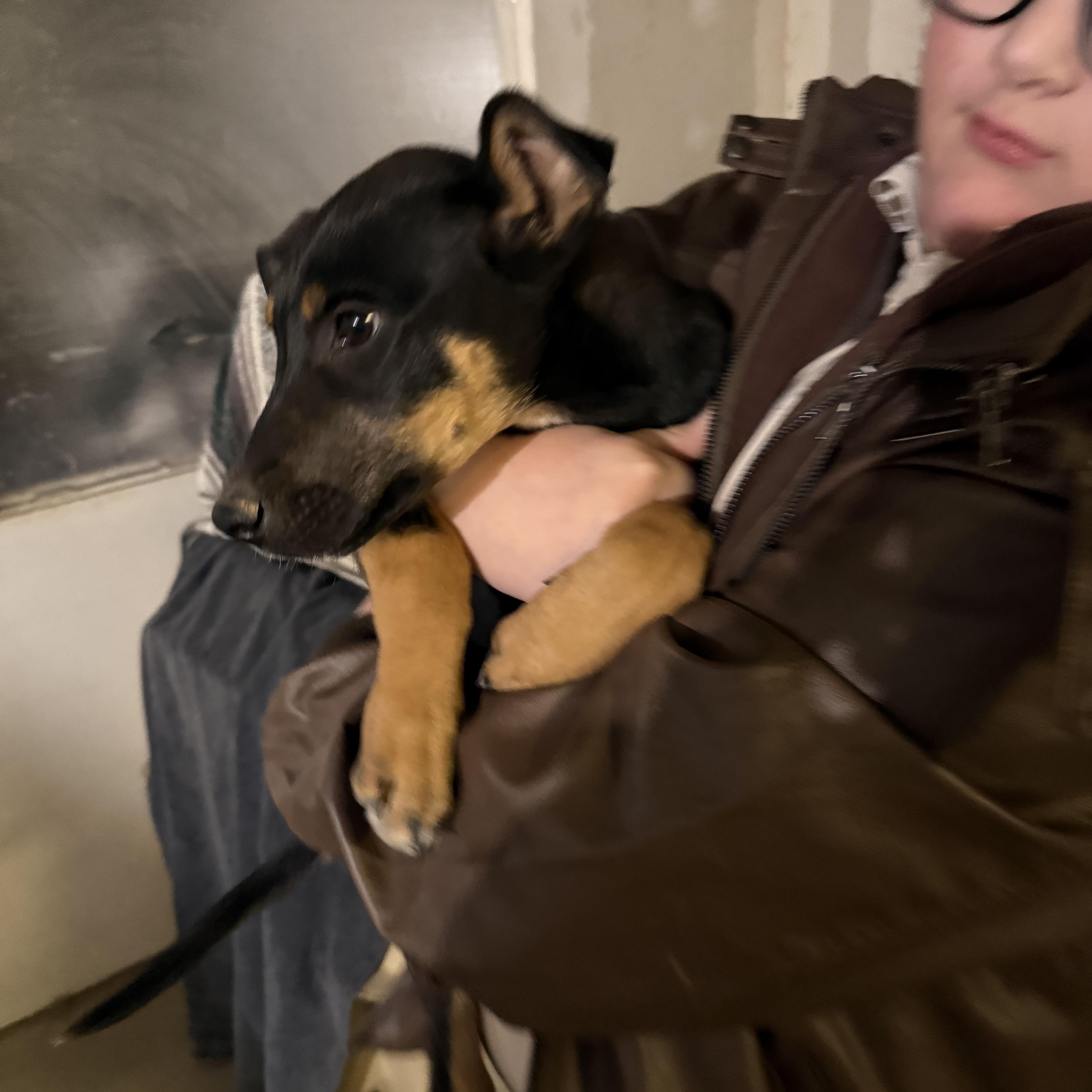 Josie, a ADOPTABLE mixed breed in Littleton, CO image 3/4