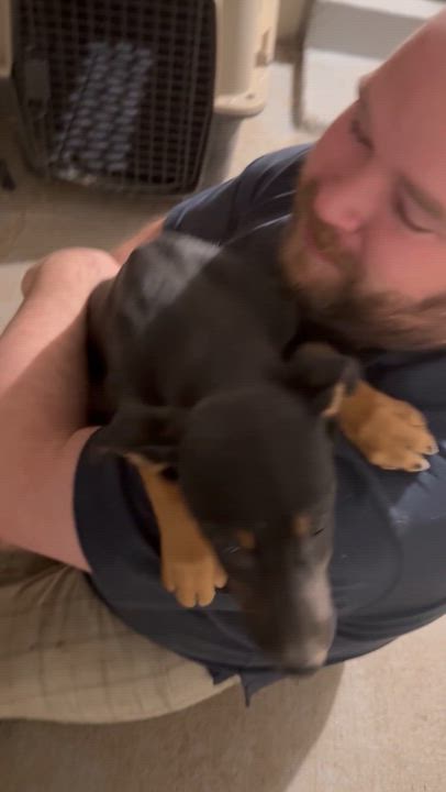 Enlarge Josie, a ADOPTABLE mixed breed in Littleton, CO video 2/4