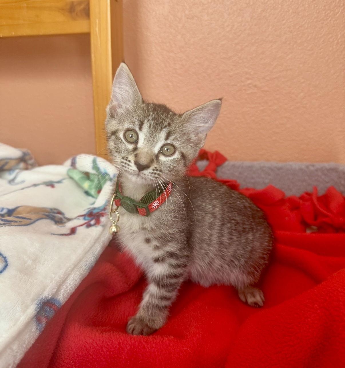 Ellen, Adoptable, Kitten Female Domestic Short Hair & Tabby.