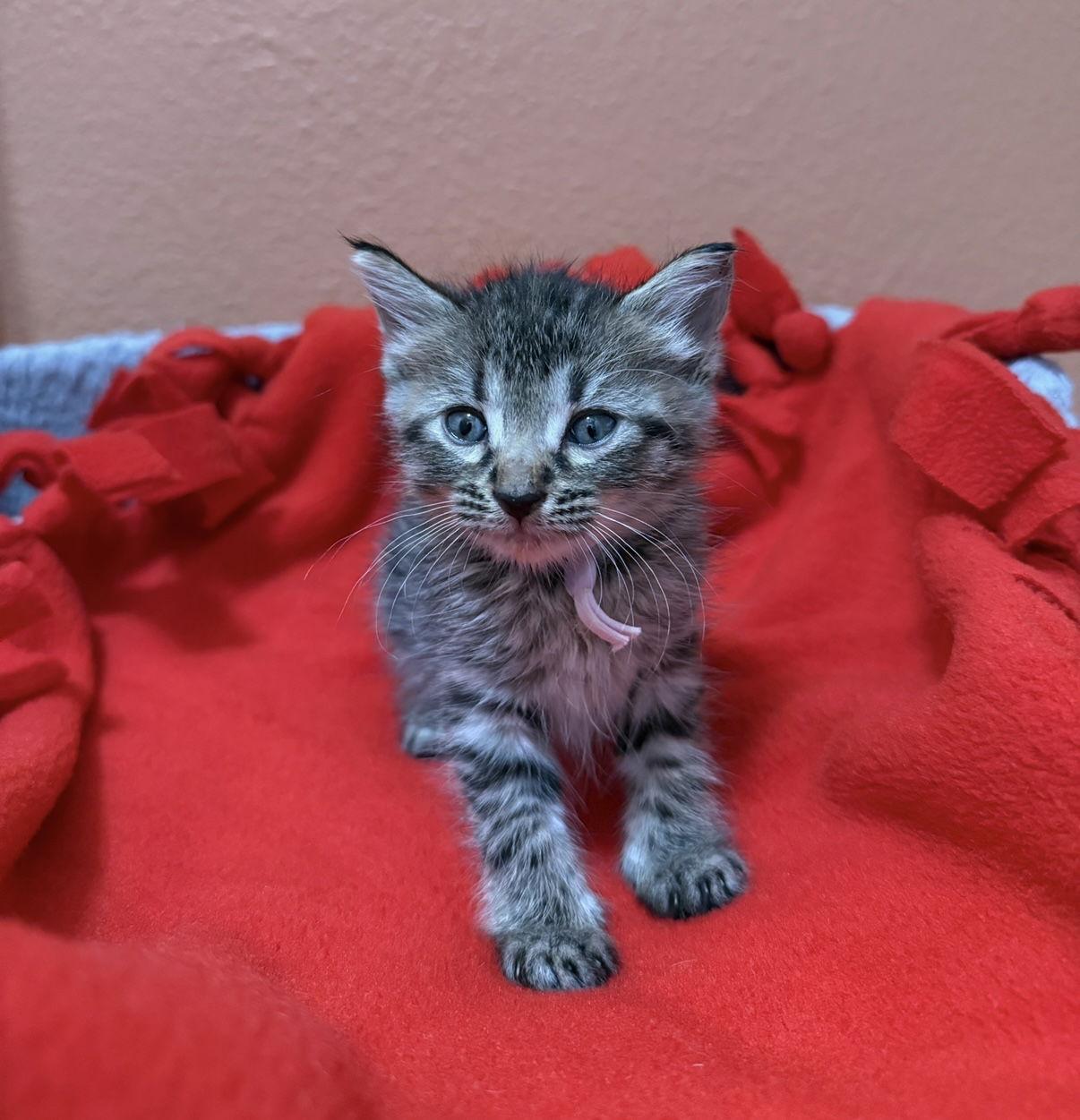 Enlarge Ellen, a Adoptable mixed breed in Orlando, FL image 2/3