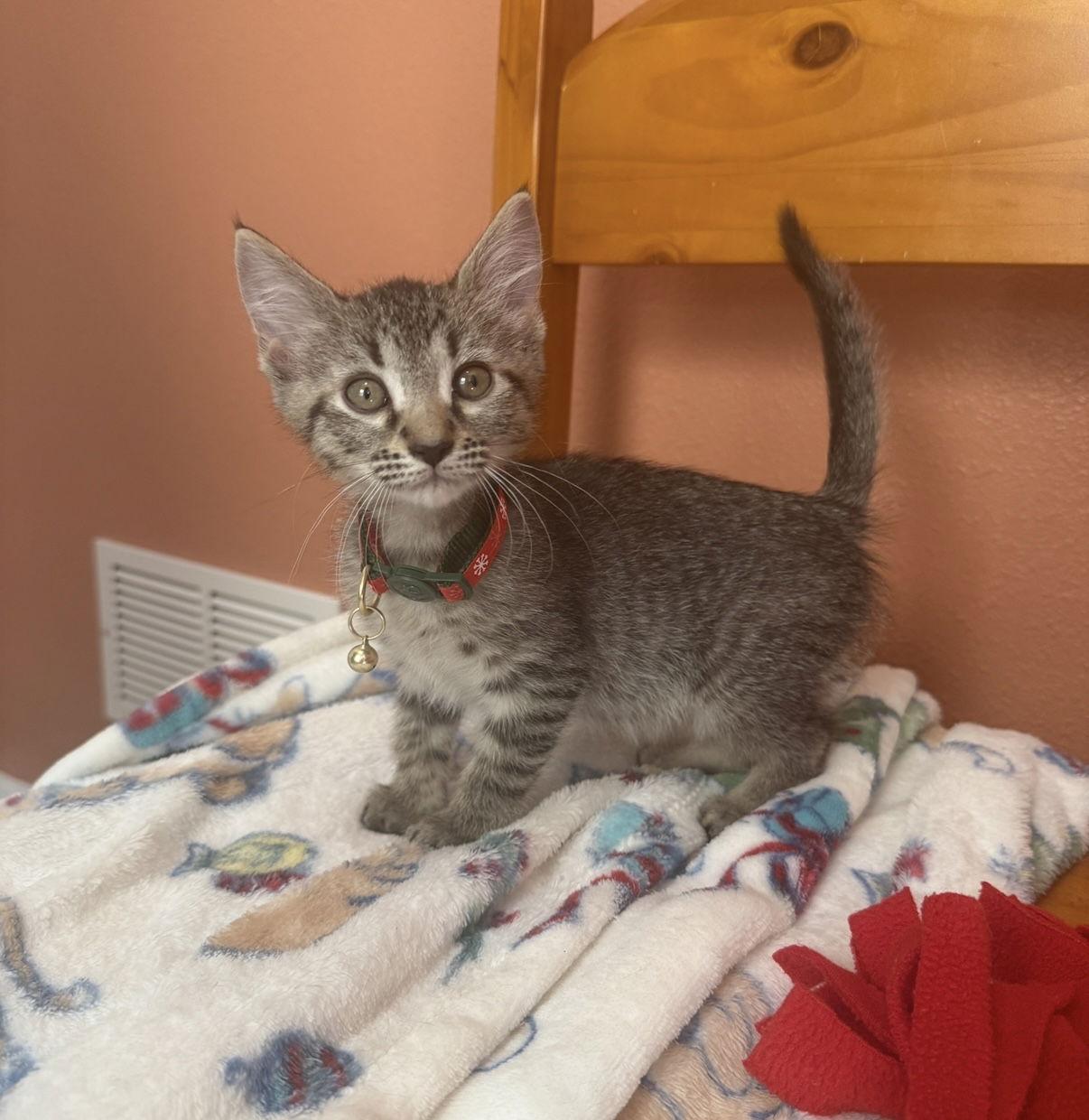 Enlarge Ellen, a Adoptable mixed breed in Orlando, FL image 3/3