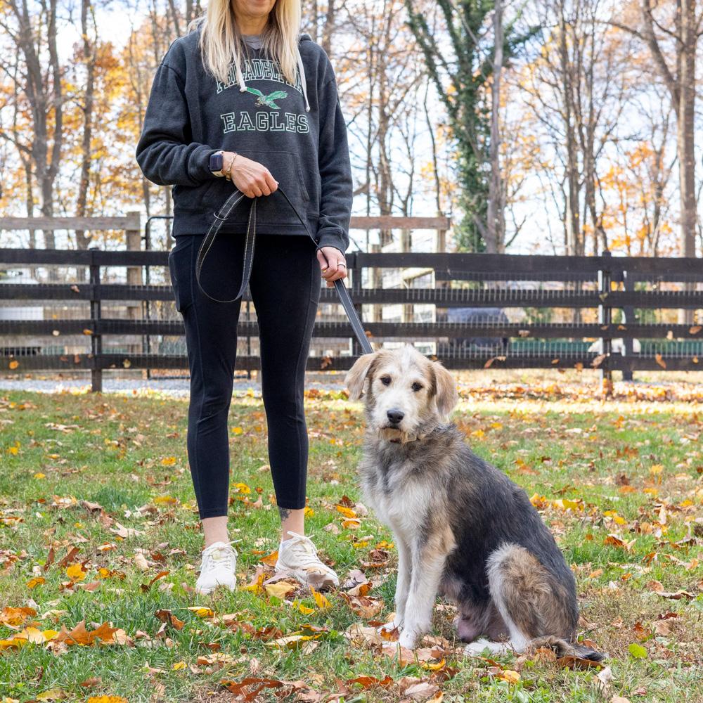 Alice (Female), a Adoptable mixed breed in West Grove, PA image 2/5