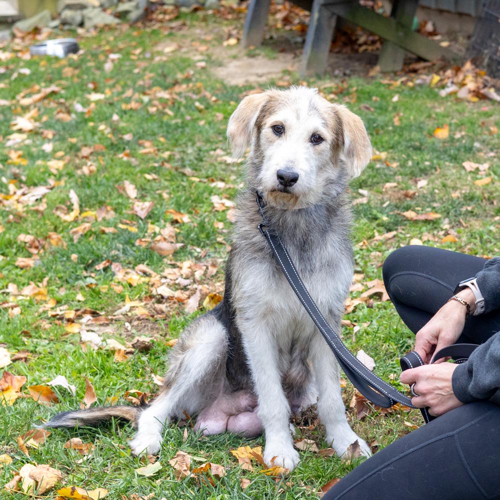 Alice (Female), a Adoptable mixed breed in West Grove, PA image 3/5