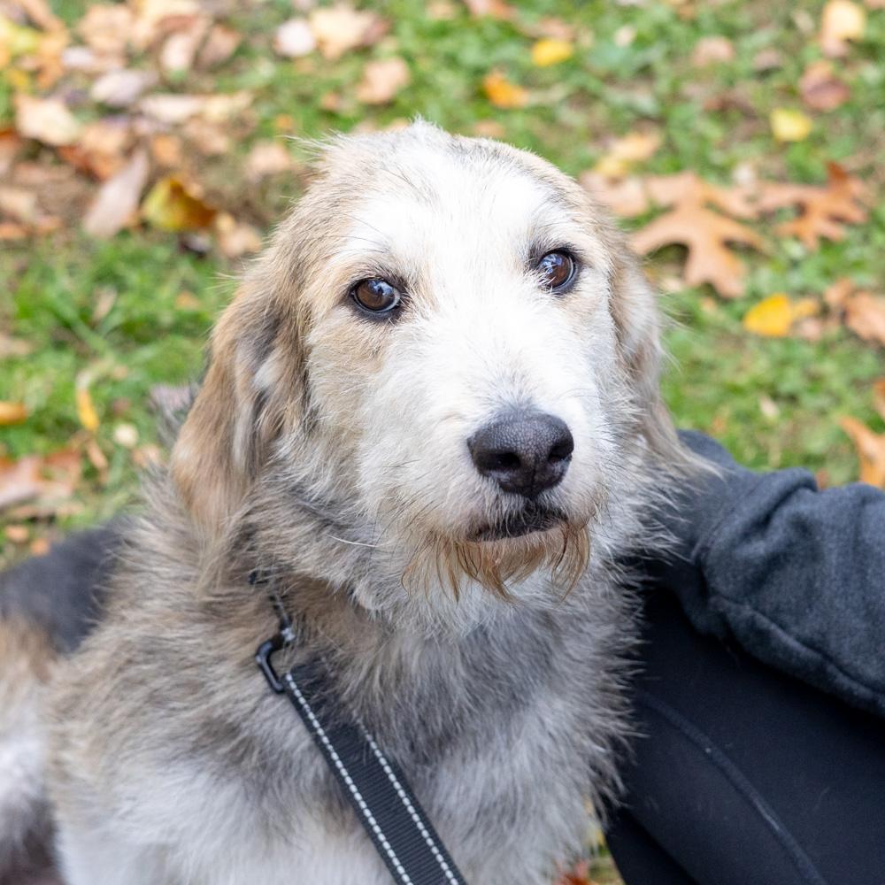 Alice (Female), a Adoptable mixed breed in West Grove, PA image 5/5