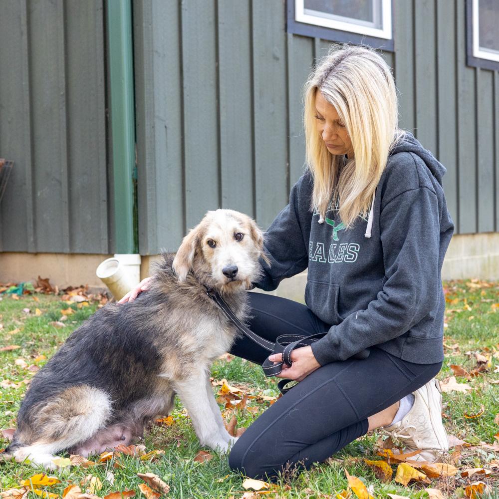 Alice (Female), a Adoptable mixed breed in West Grove, PA image 4/5