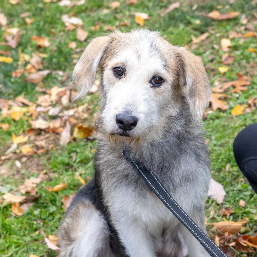 Alice (Female), a Adoptable mixed breed in West Grove, PA image 1/5