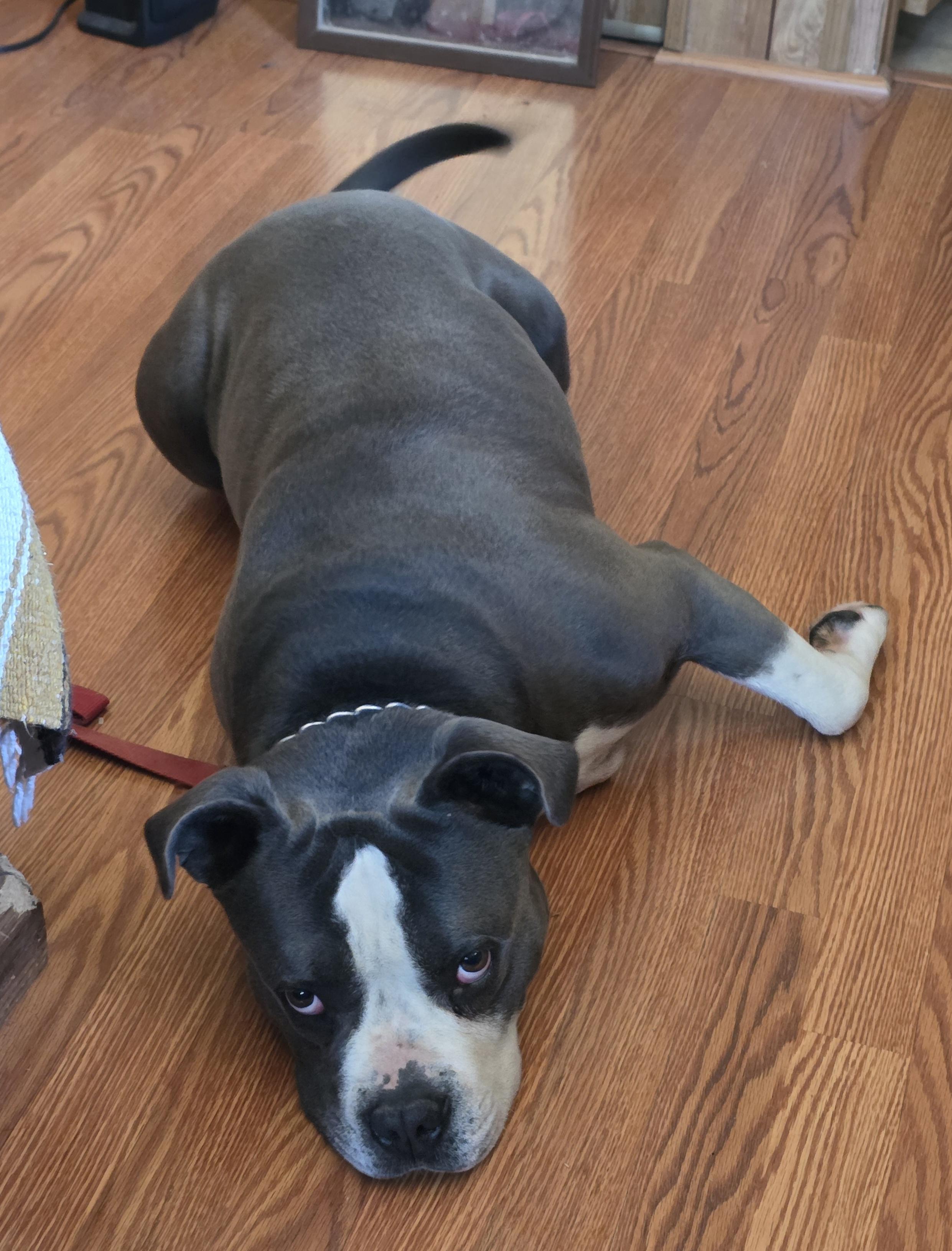 Uncle Waldo, Adoptable, Adult Male Pit Bull Terrier.