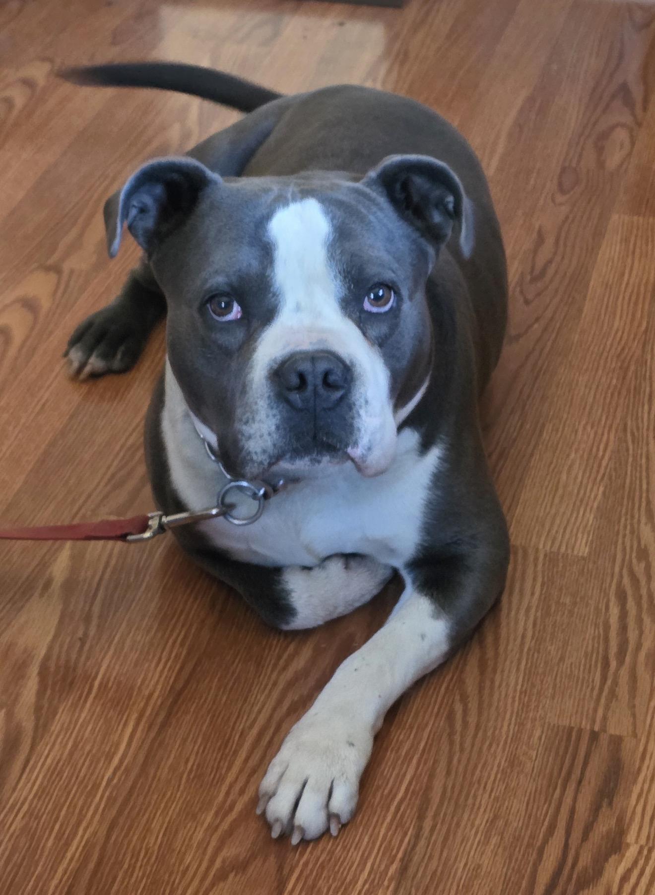 Uncle Waldo, Adoptable, Adult Male Pit Bull Terrier.
