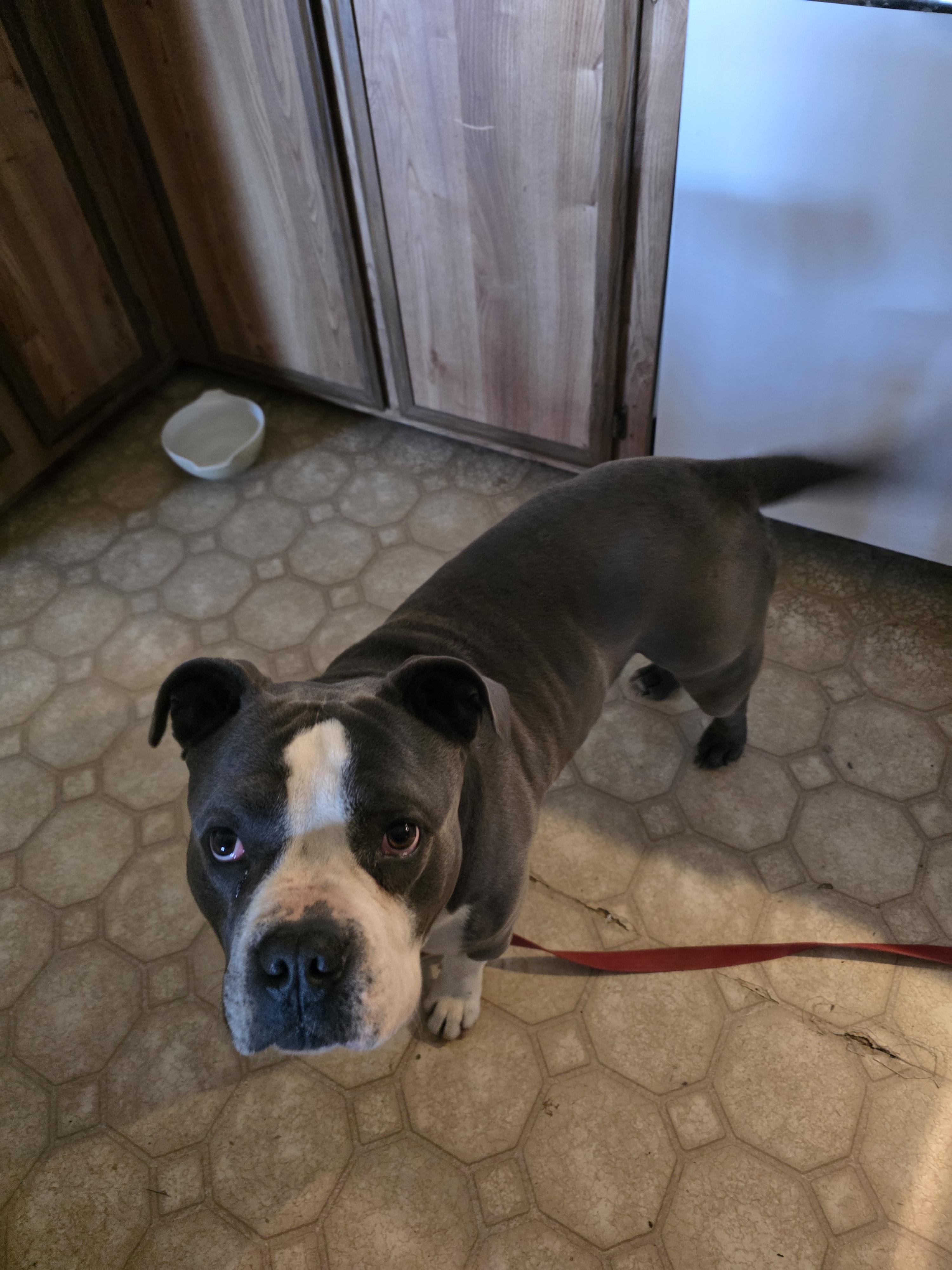 Enlarge Uncle Waldo, a Adoptable Pit Bull Terrier in Vancouver, WA image 2/6