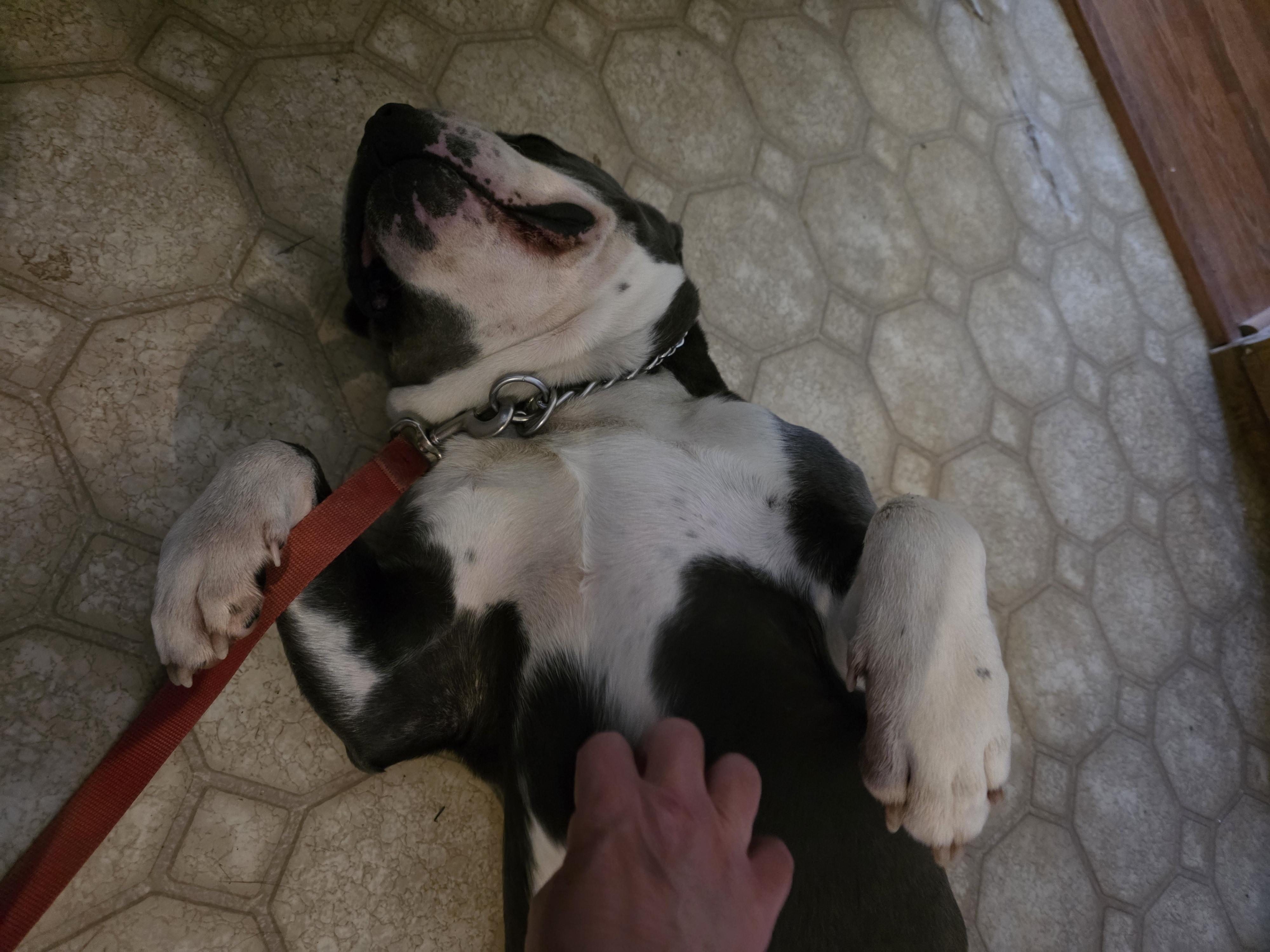 Enlarge Uncle Waldo, a Adoptable Pit Bull Terrier in Vancouver, WA image 3/6