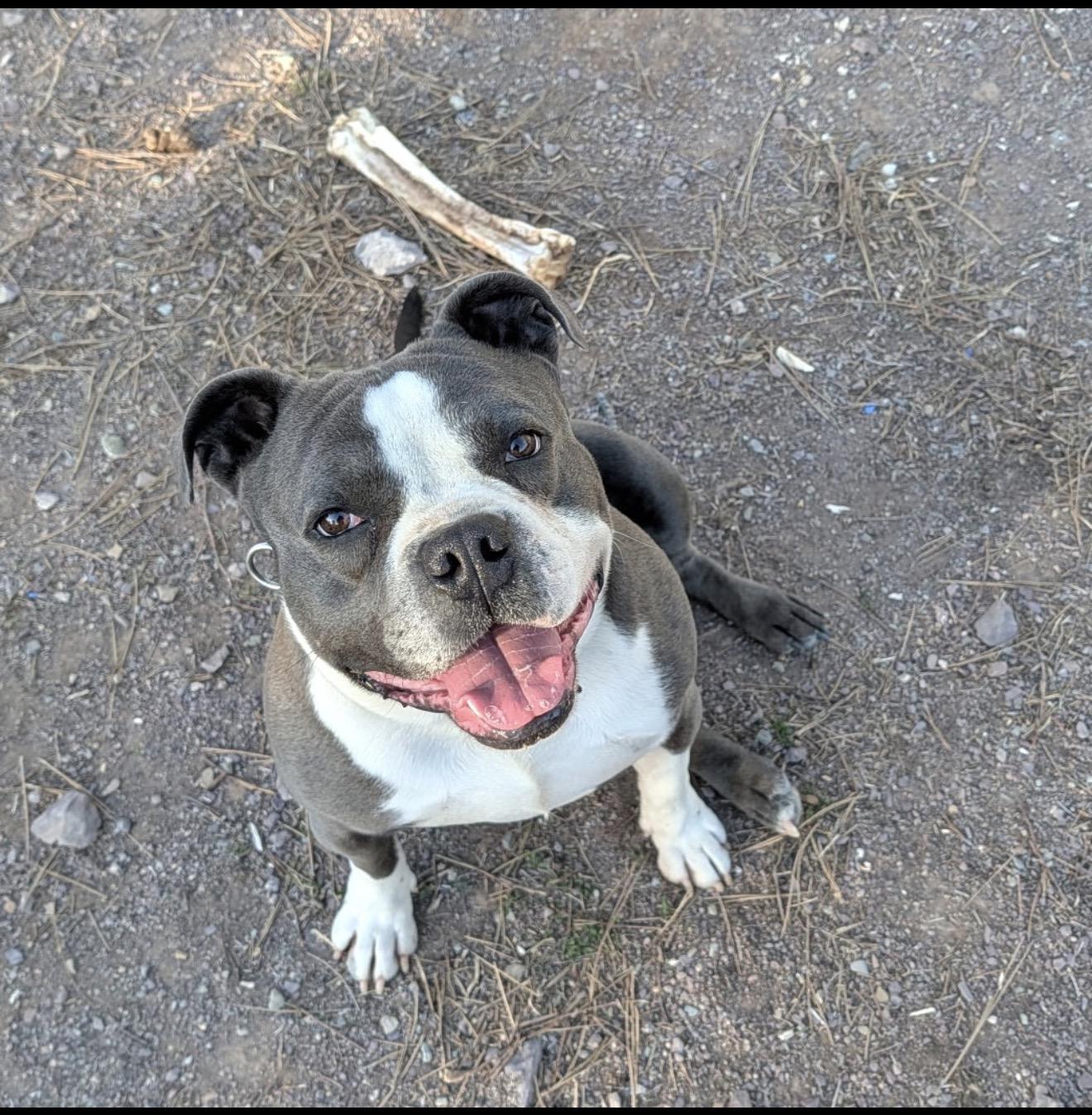Uncle Waldo, a Adoptable Pit Bull Terrier in Vancouver, WA image 2/6