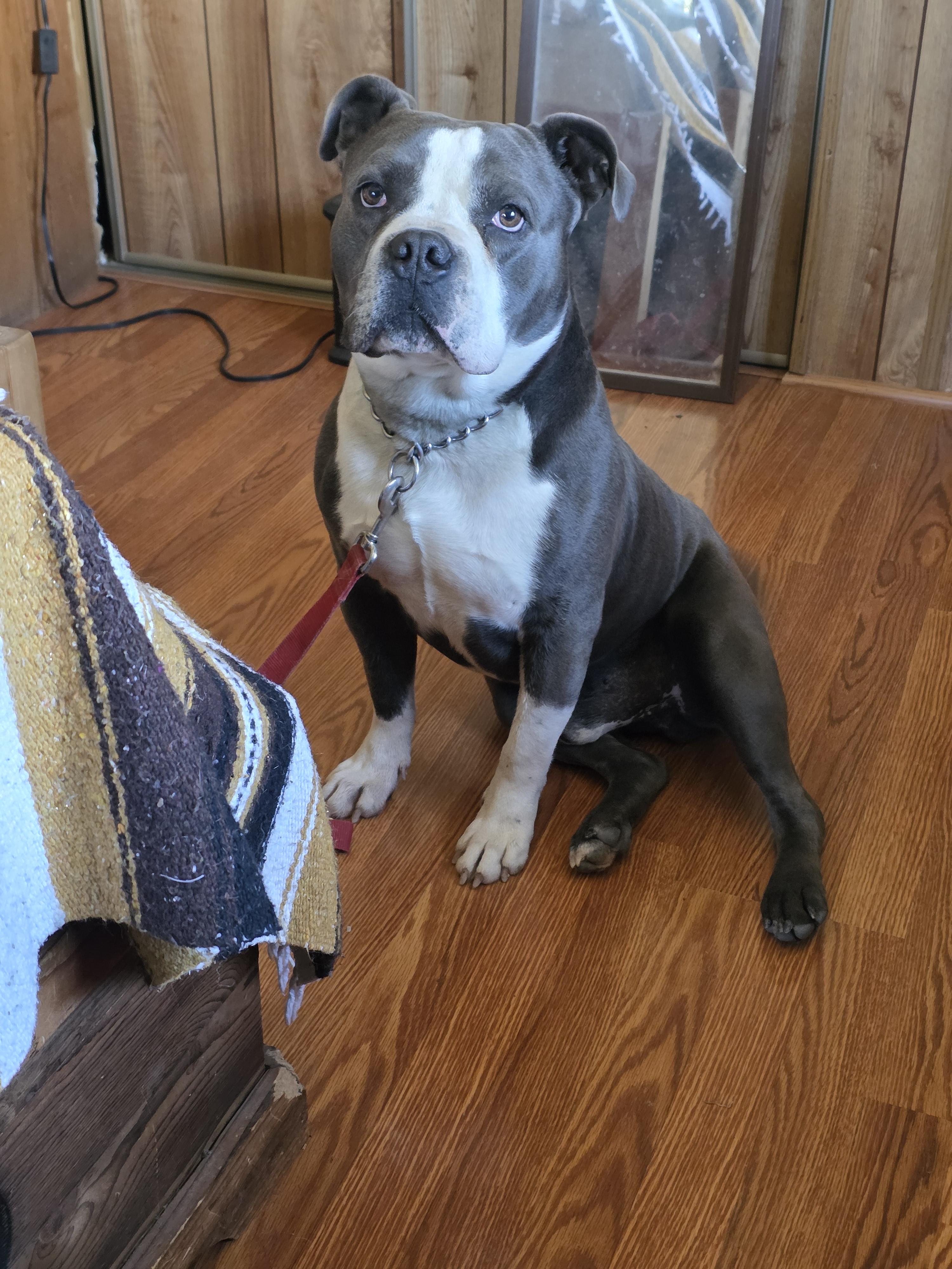 Enlarge Uncle Waldo, a Adoptable Pit Bull Terrier in Vancouver, WA image 4/6