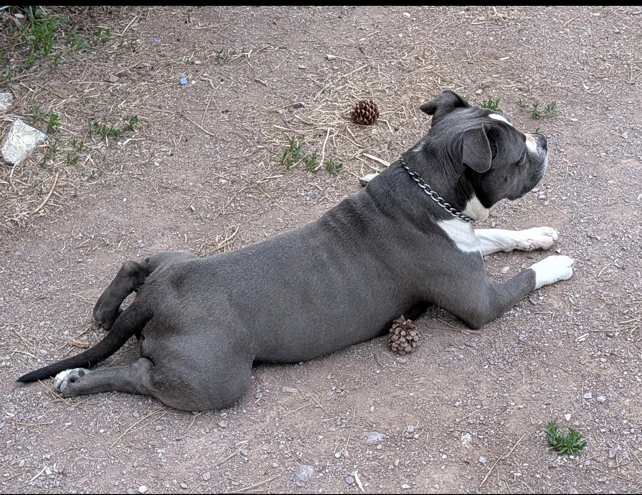 Uncle Waldo, a Adoptable Pit Bull Terrier in Vancouver, WA image 4/6