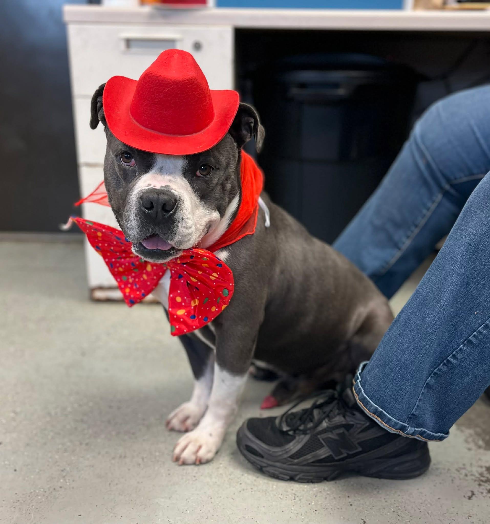 Uncle Waldo, Adoptable, Adult Male Pit Bull Terrier.