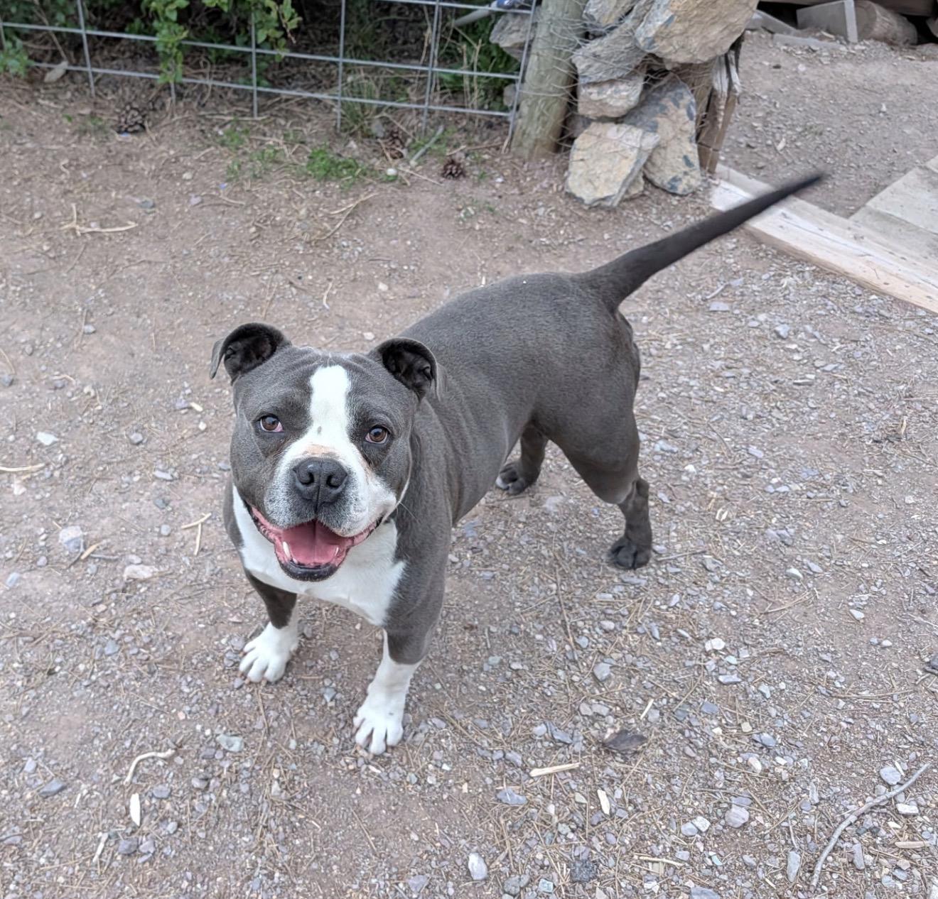 Uncle Waldo, a Adoptable Pit Bull Terrier in Vancouver, WA image 5/6