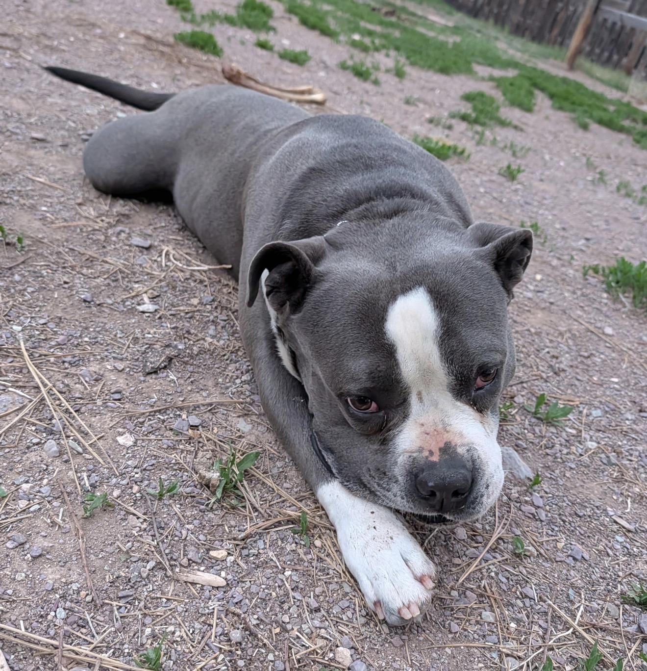 Uncle Waldo, a Adoptable Pit Bull Terrier in Vancouver, WA image 6/6