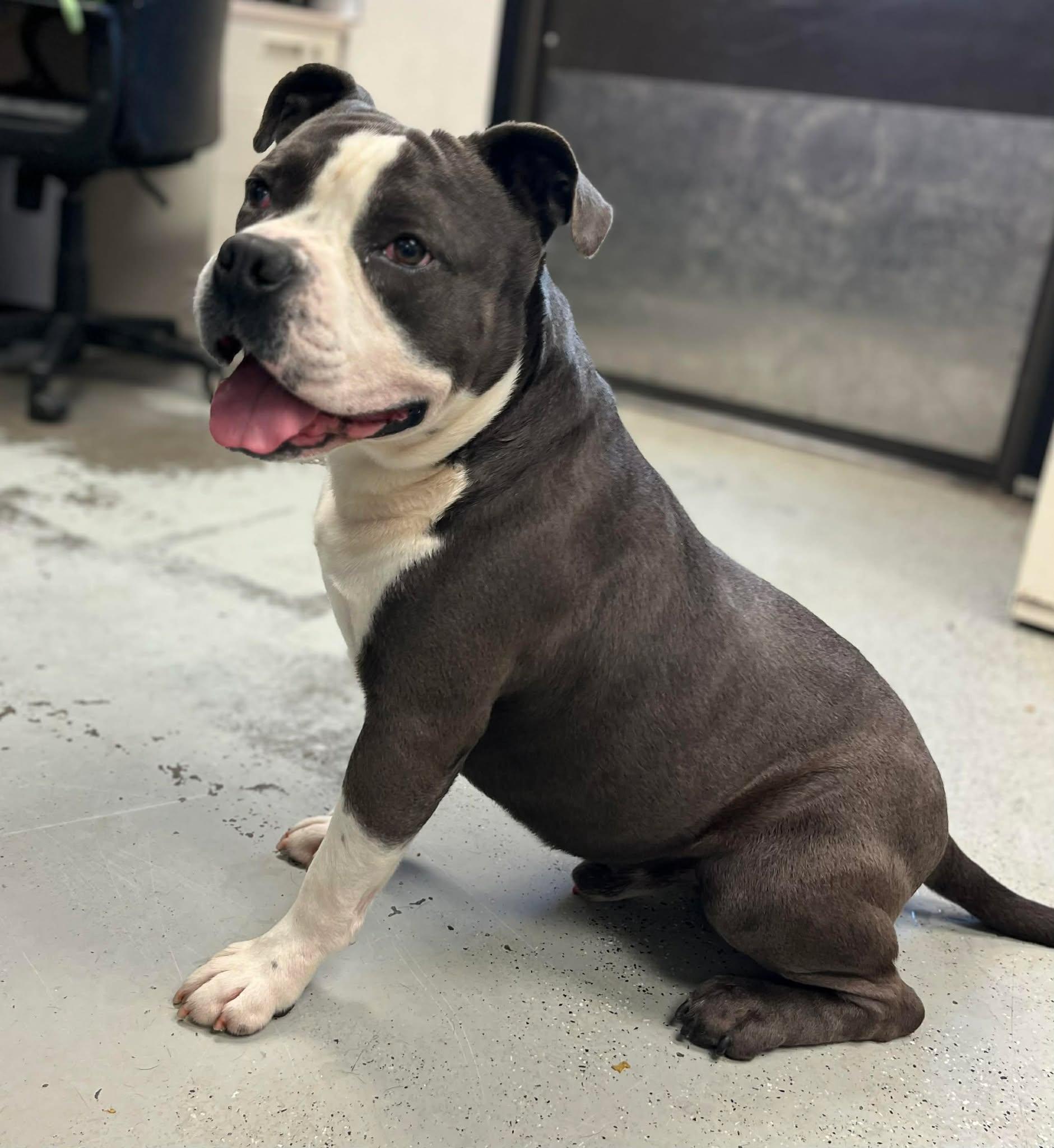 Enlarge Uncle Waldo, a Adoptable Pit Bull Terrier in Vancouver, WA image 2/2